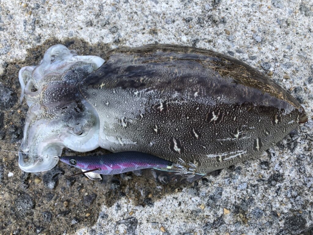 釣りのすすめ